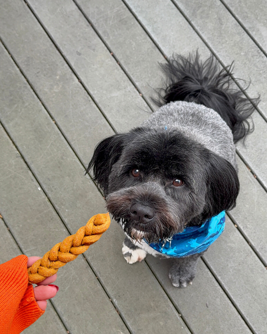 NEW! Braided Bark Bites